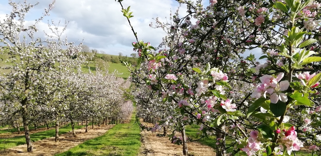 apple blossom in an orchard