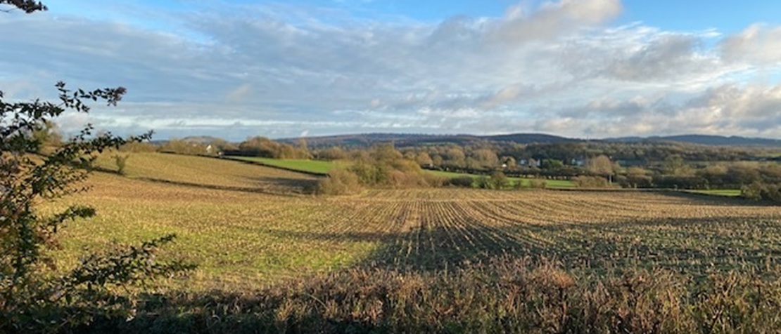 fields and hedges