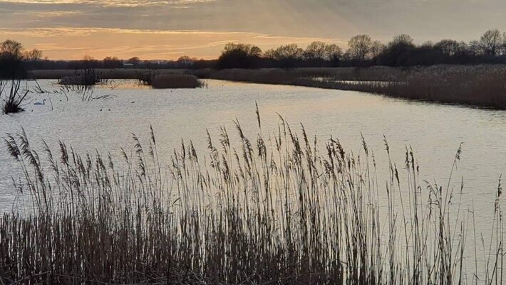 reeds and water at sunset