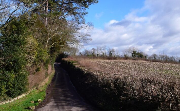lane and hedges