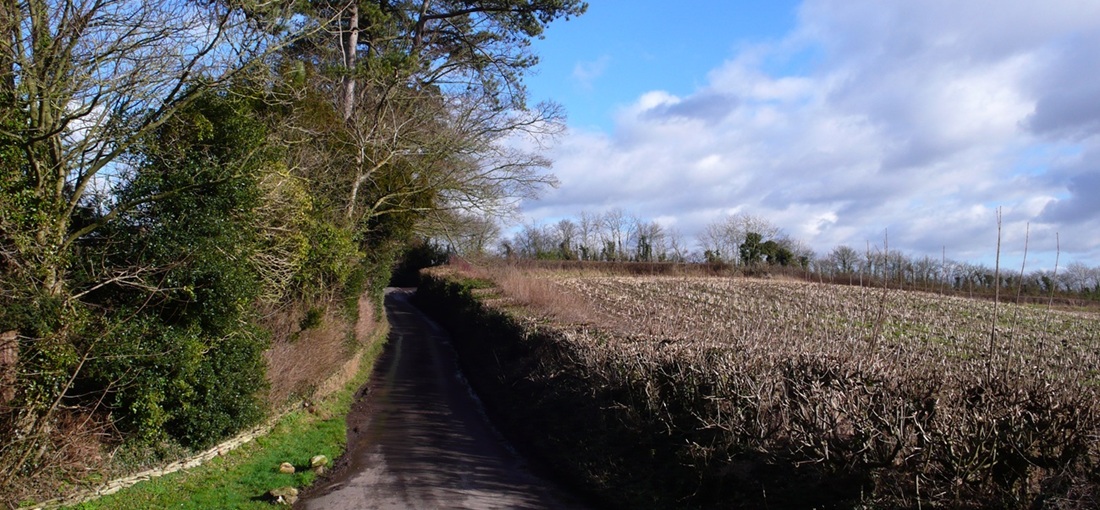 lane and hedges