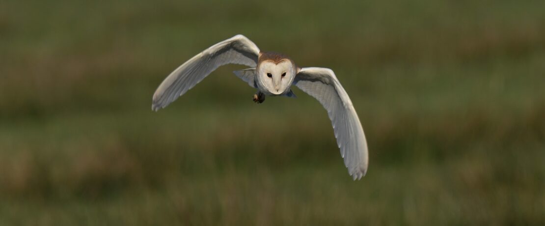 barn owl flying