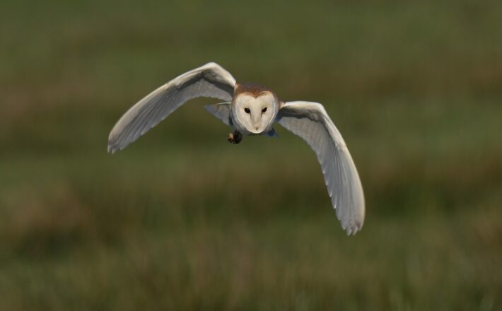 barn owl flying
