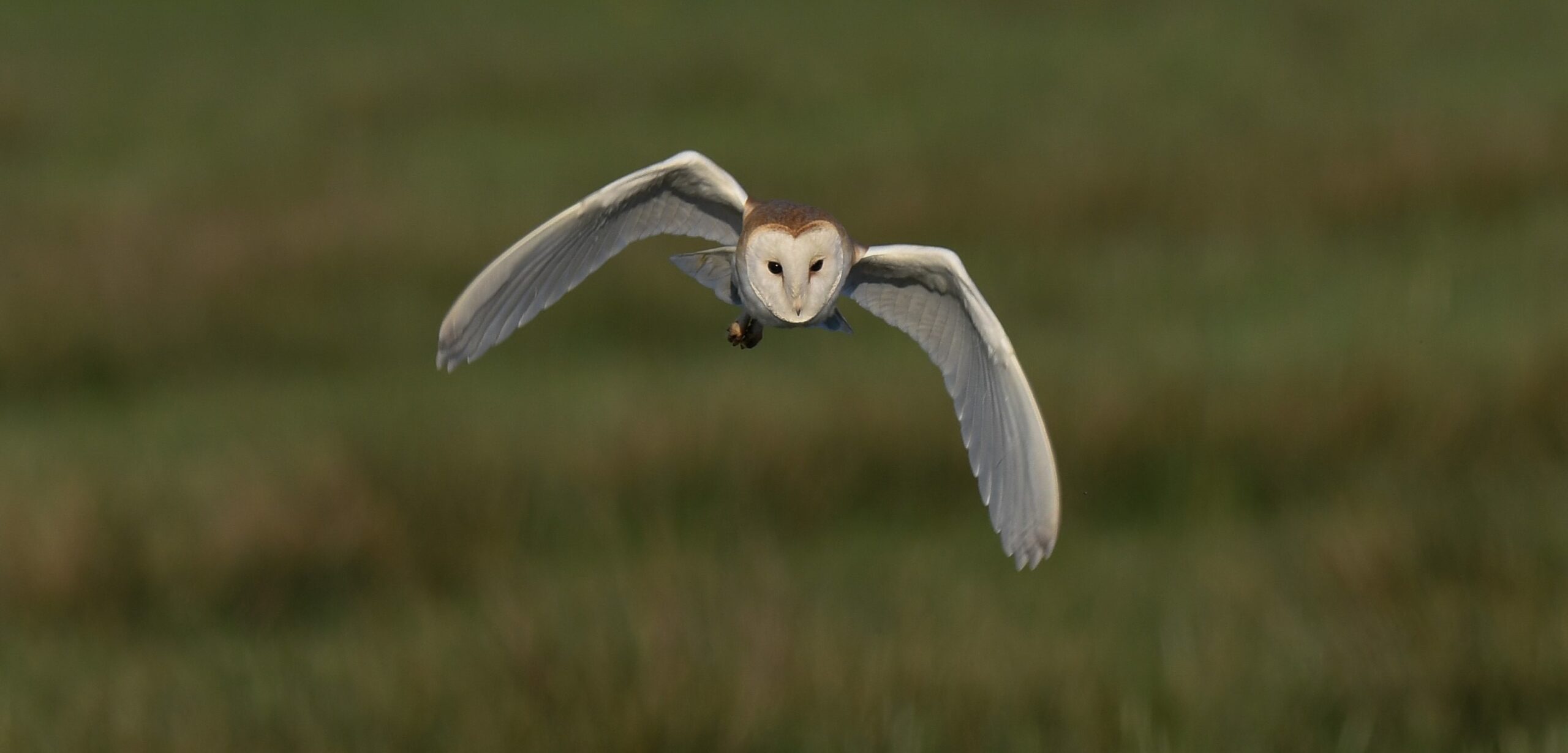 barn owl flying