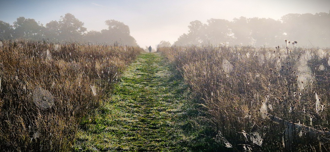 field of spider webs in the mist