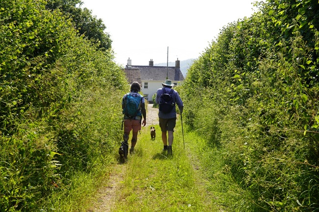 a couple and dog walking between tall hedges