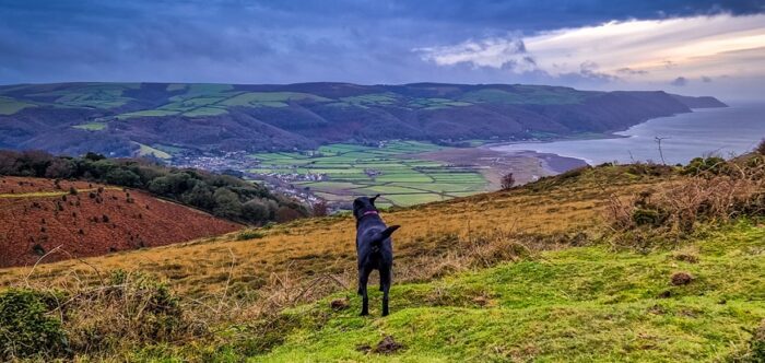 dog on hill looking over coastline
