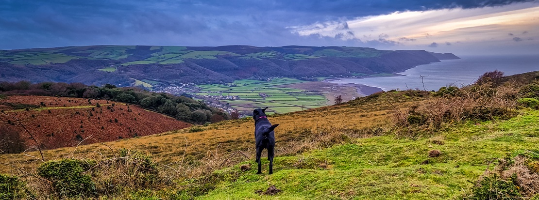 dog on hill looking over coastline