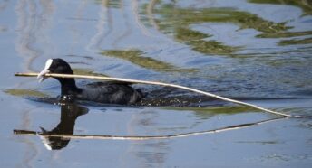 coot dragging nesting material across the water