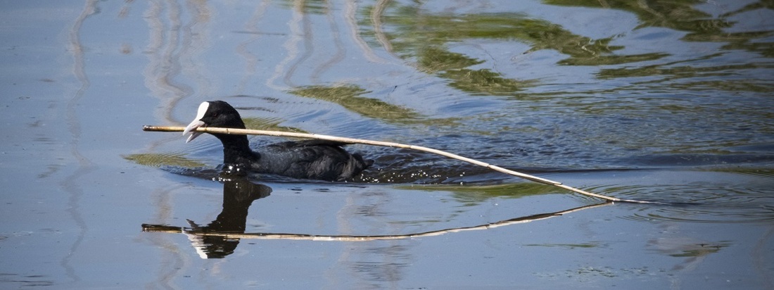 coot dragging nesting material across the water
