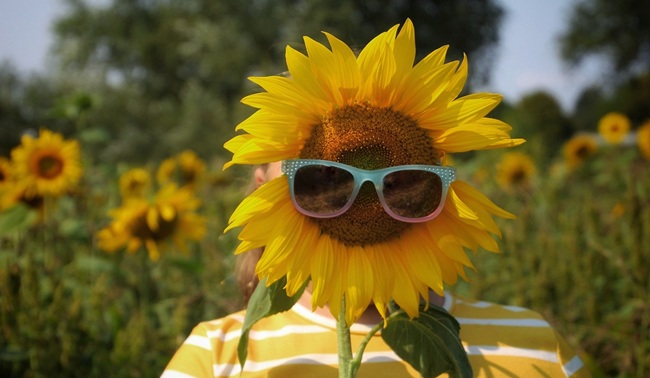 sunflower with glasses on