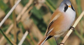 bird