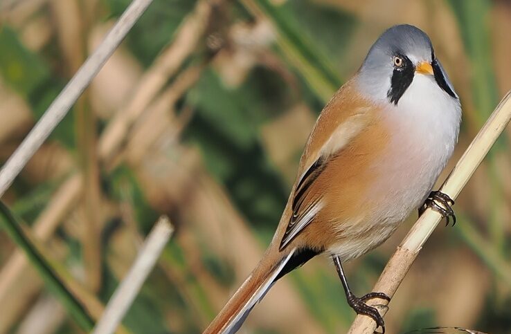 bird
