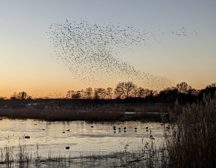 starling murmuration at sunset