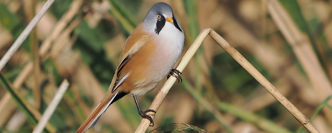 Bearded Reedling bird perched on reeds