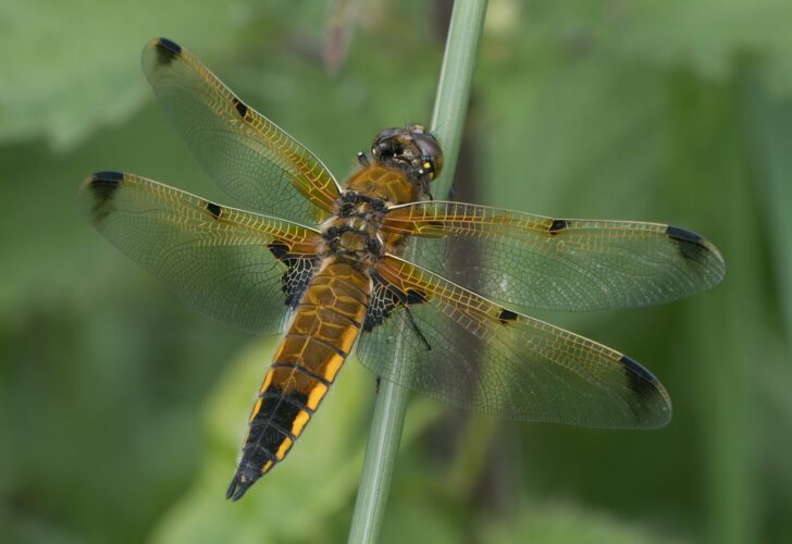 dragonfly