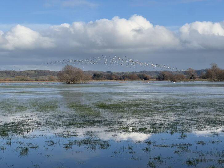 flock of lapwing over flooded fields